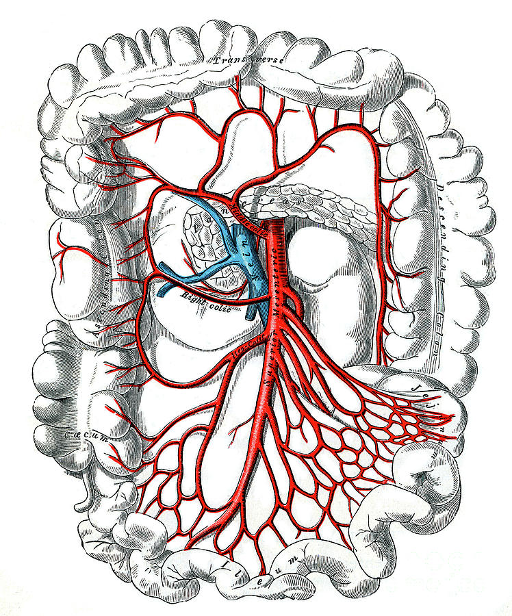 Superior Mesenteric Artery Photograph by Microscape/science Photo ...