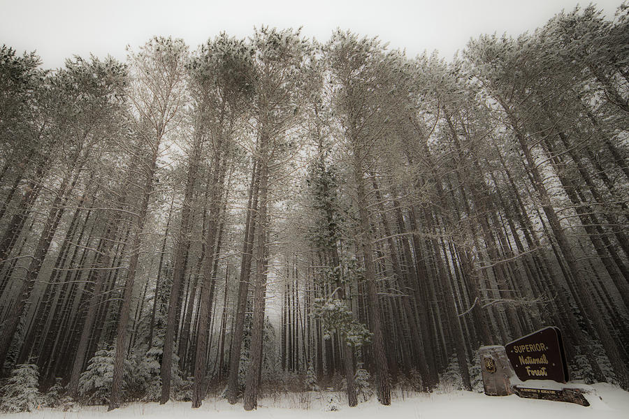 Superior National Forest Photograph by Joe Kopp