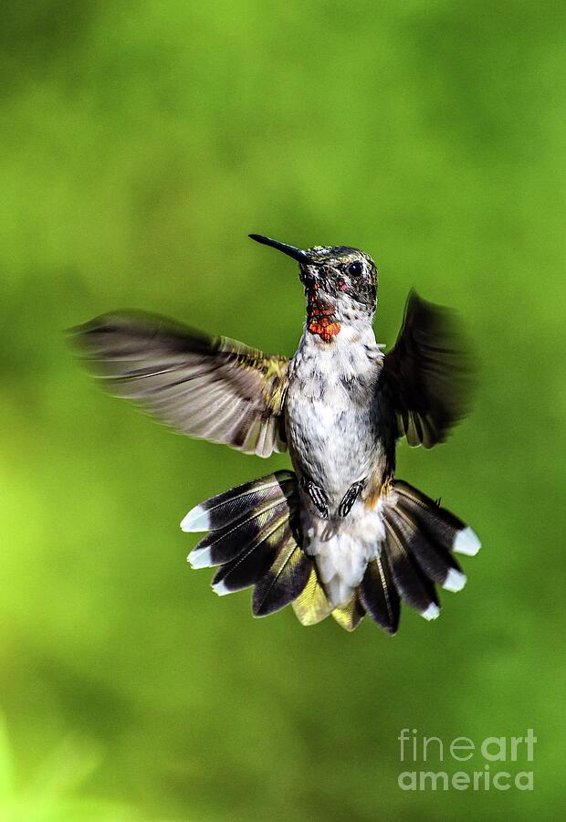 Supermodel Juvenile Ruby-throated Hummingbird Photograph