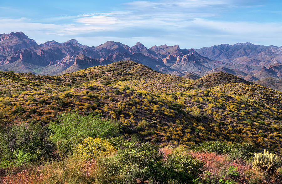Superstition Mountains springtime Photograph by Dave Dilli
