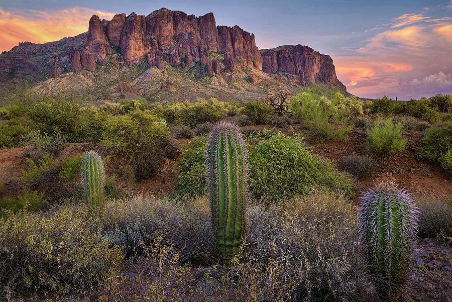 Superstitions and Cactus at Lost Dutchman  Photograph by Dave Dilli