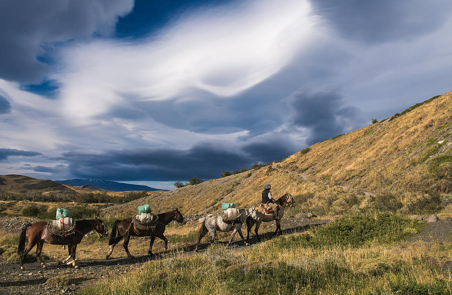 Horse Photograph - Supply Chain by Mihai Ian Nedelcu