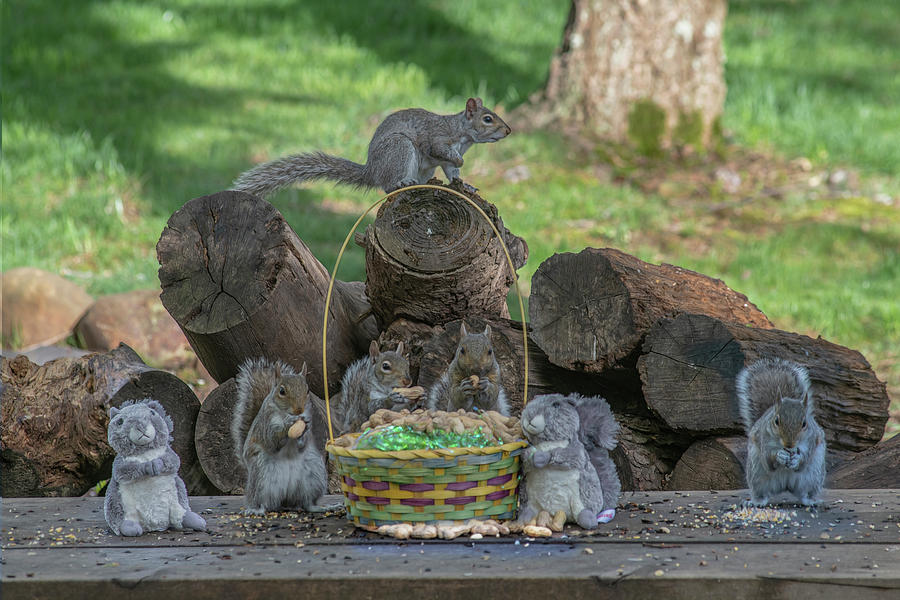 Support the Easter squirrel - The bunny can not even climb a tree and is in collusion Russia bunnies Photograph by Dan Friend
