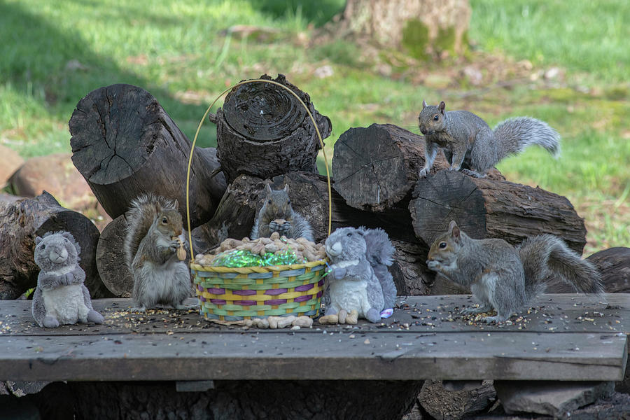 Support the Easter squirrel with peanut hunts instead of egg hunts i Photograph by Dan Friend
