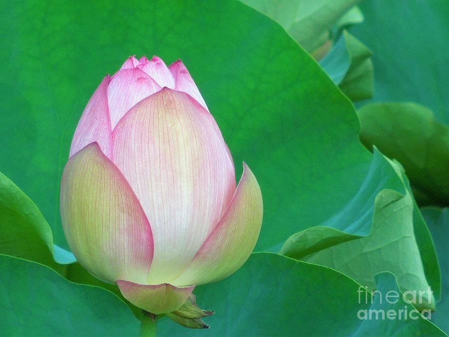 Supreme Lotus Photograph by Chad and Stacey Hall