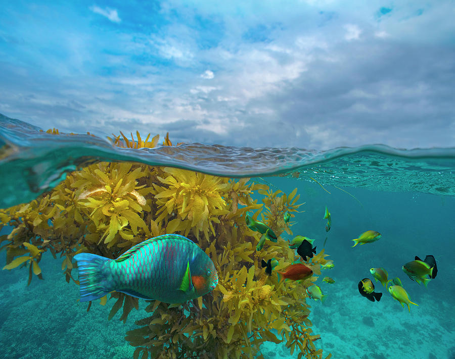 Surf Parrotfish, Damselfish And Basslet by Tim Fitzharris Surf Parrotfish, Damselfish And Basslet by Tim Fitzharris