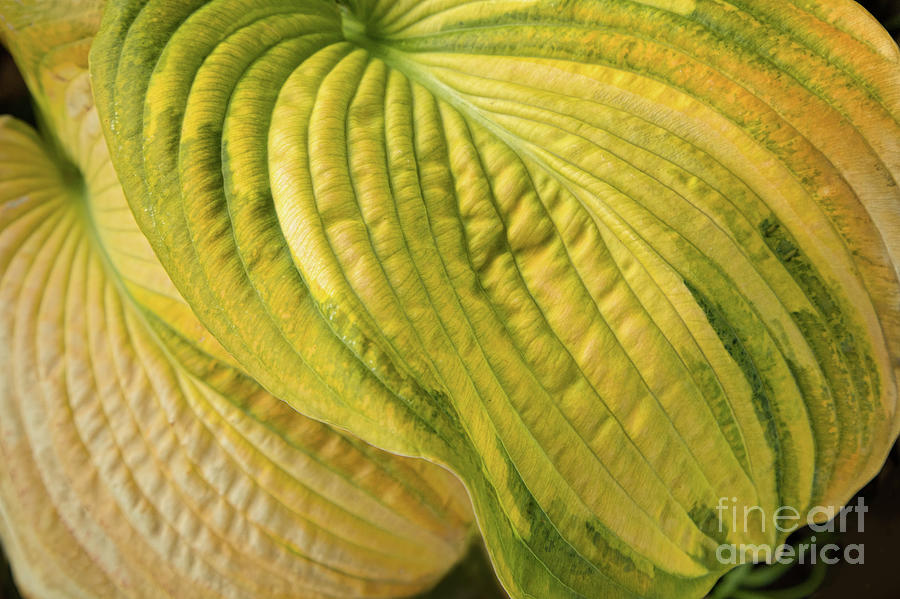 Surface Attention - Hosta Photograph by Marilyn Cornwell