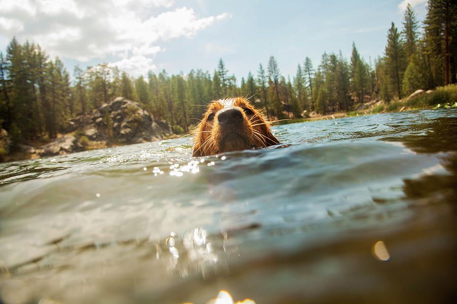 Tree Digital Art - Surface Level Front View Of Dog Swimming Looking At Camera, High Sierra National Park, California, Usa by Kevin Kozicki