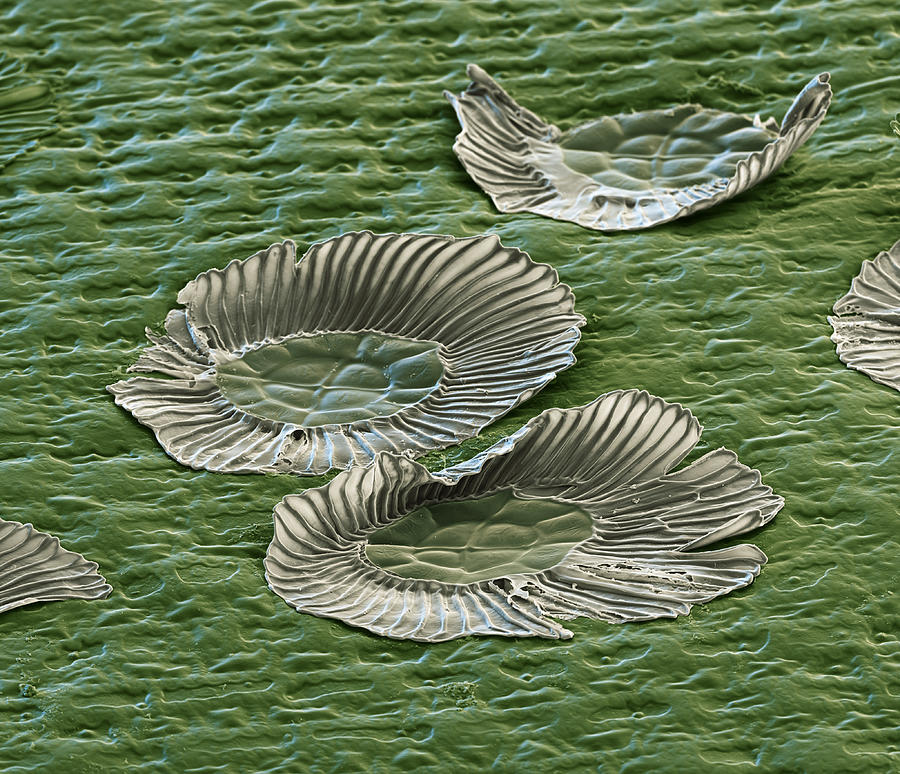 Surface Of Guzmania Sp. Leaf, Sem Photograph by Meckes/ottawa