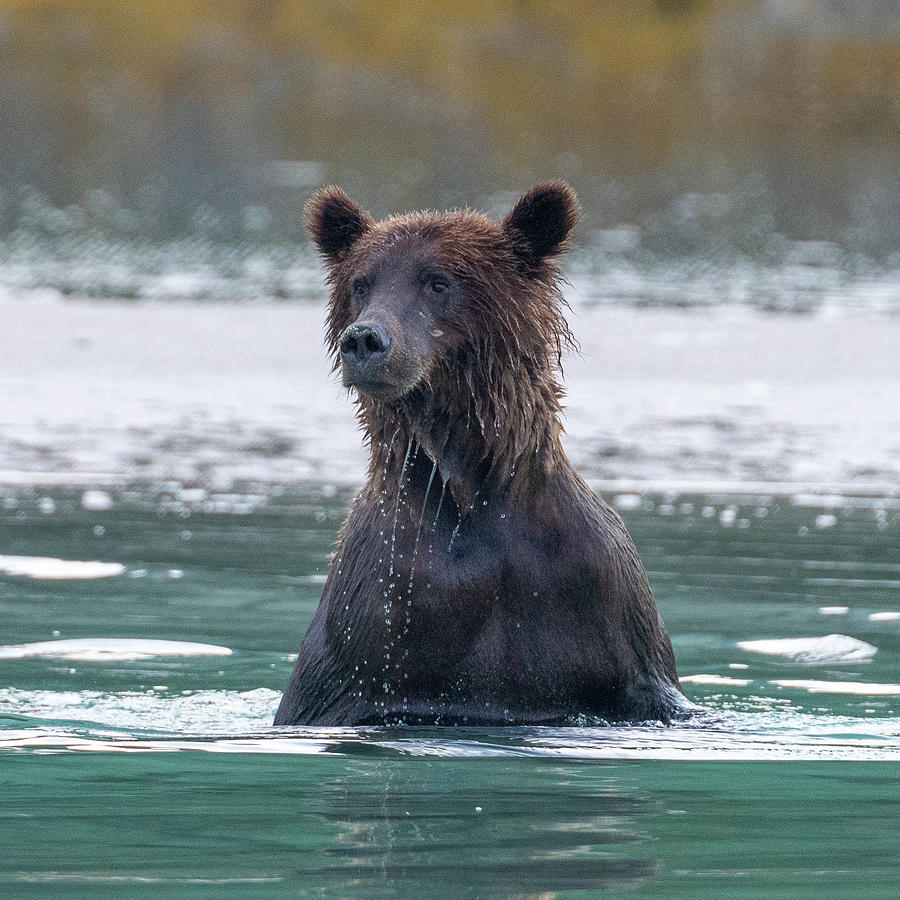 Surfacing Bear Photograph by Mark Hunter