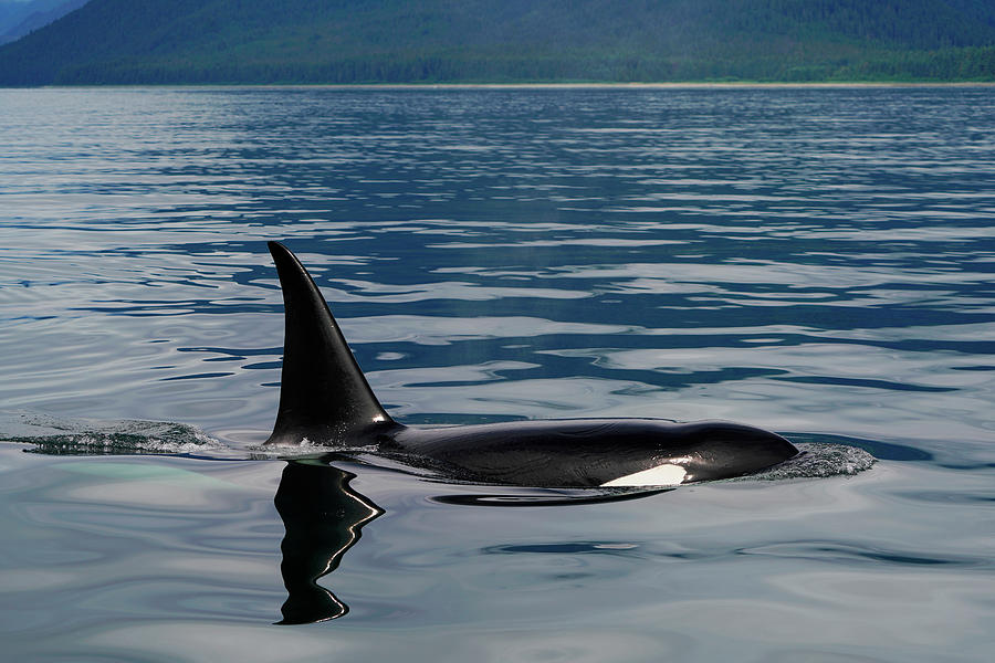 Surfacing Orca In Inside Passage Photograph by Hiroya Minakuchi