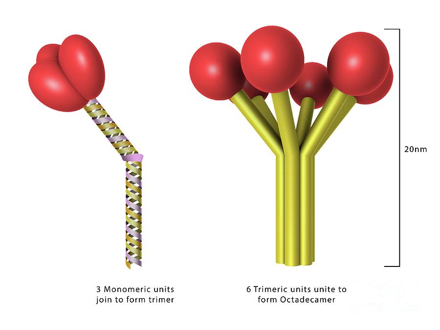 Surfactant Protein Structural Shapes Photograph By Maurizio De Angelis ...