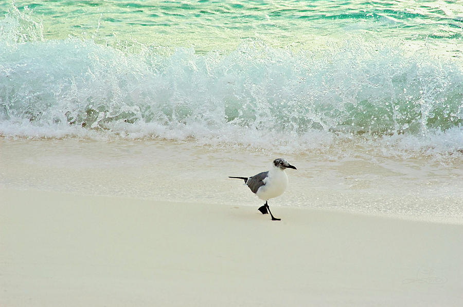 Surfide Seagull Stroll Photograph by Jill Love