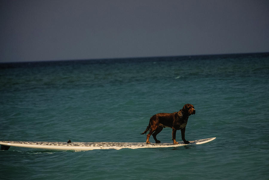 Surfing Dog Photograph by Tito Slack
