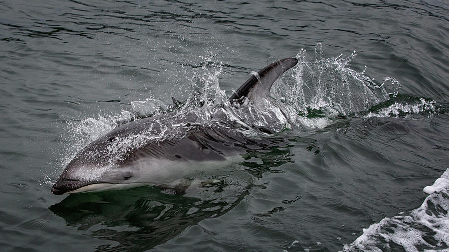 Surfing Dolphin Photograph