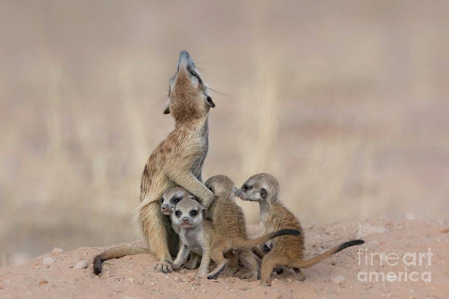 Suricate Adult With Pups Photograph by Tony Camacho/science Photo Library