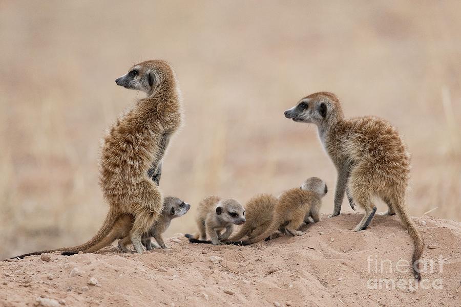 Suricate Adults With Pups Photograph by Tony Camacho/science Photo Library