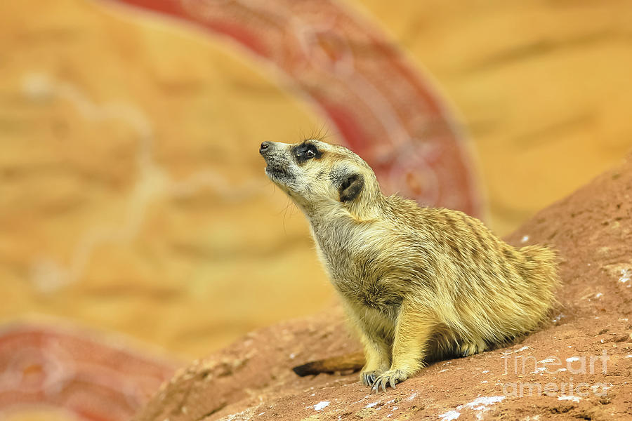 Suricate sand background Photograph by Benny Marty