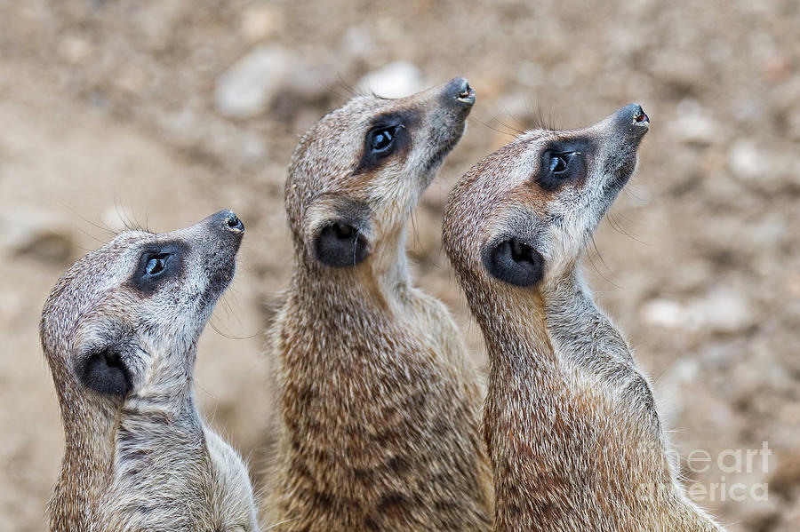 Suricates Photograph by Arterra Picture Library
