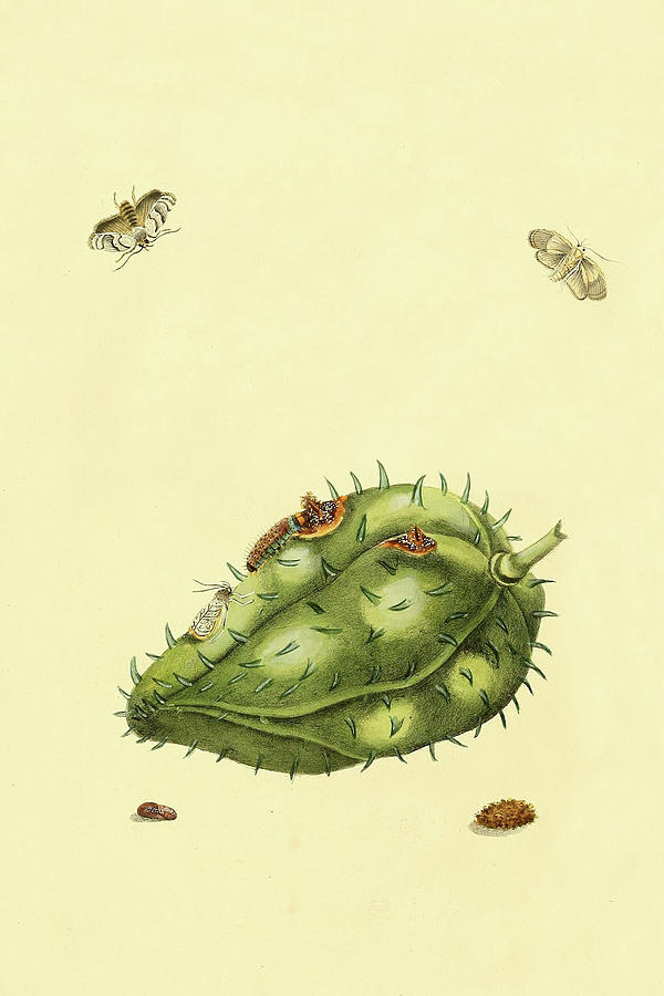 Surinam Butterflies, Moths & Caterpillars  (Plate 136) Painting by Jan Sepp