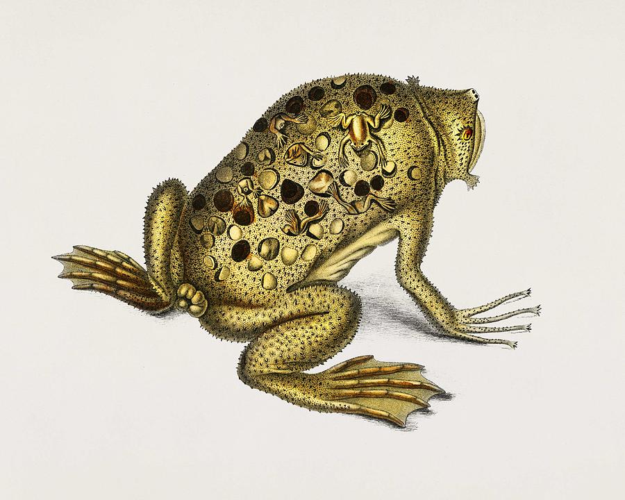 Surinam toad  Pipa americana  illustrated by Charles Dessalines D Orbigny  1806 1876  Painting by Celestial Images