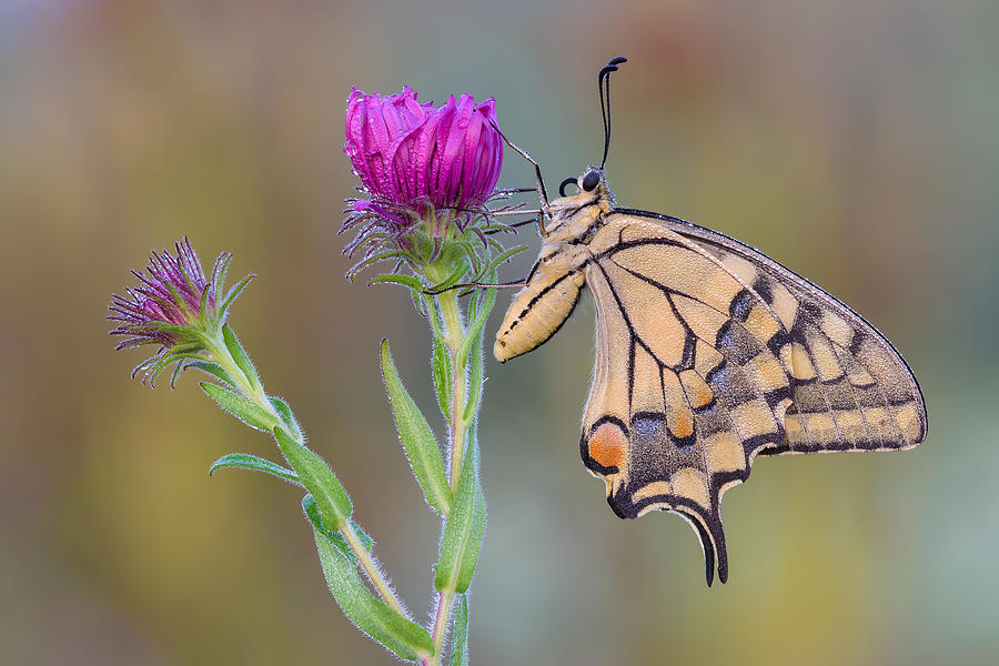 Natura Photograph - Surprise By Papilio by Raffaella Coreggioli