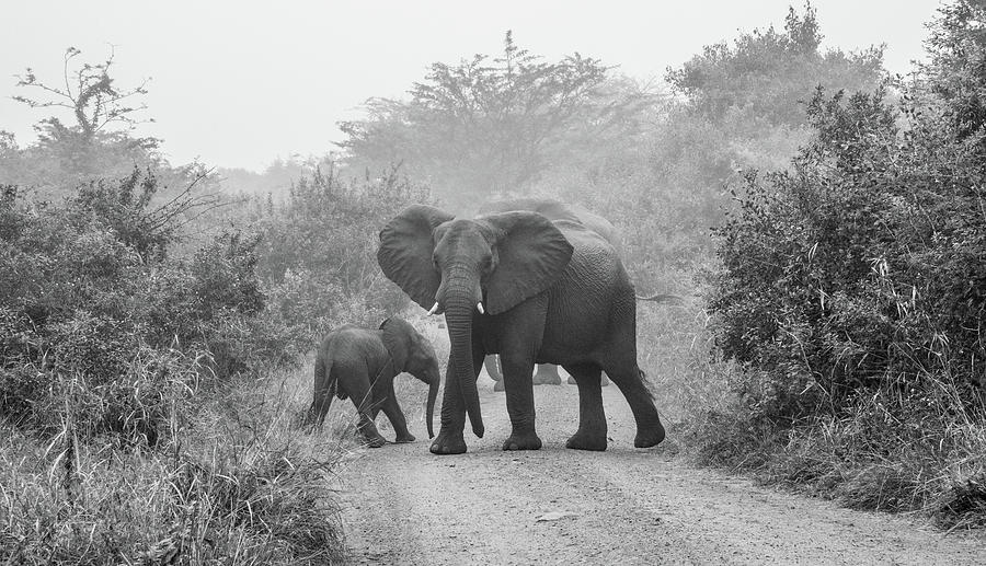 Surprise Encounter, Black and White Photograph by Marcy Wielfaert