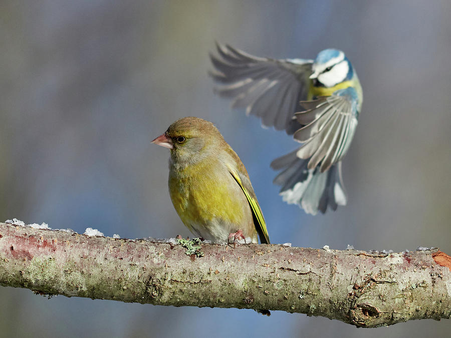 Surprise. Greenfinch and a blue tit Photograph by Jouko Lehto