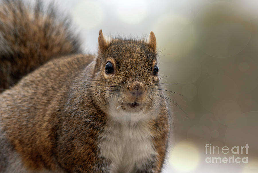 Surprise Look on Squirrel Photograph by Sandra Js