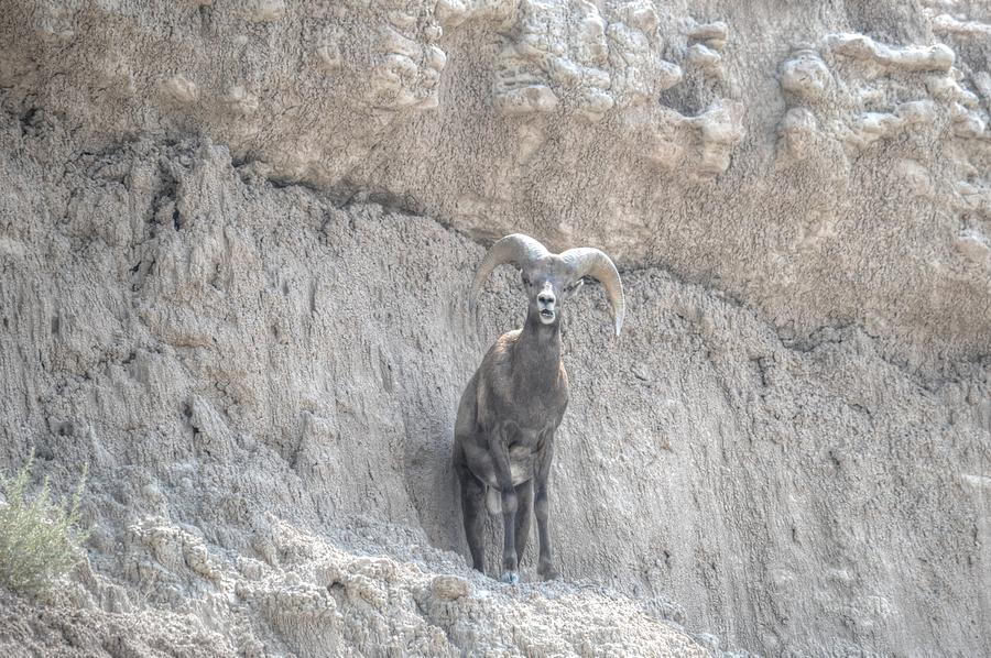 Surprised Big Horn Sheep Photograph by Debra Kewley