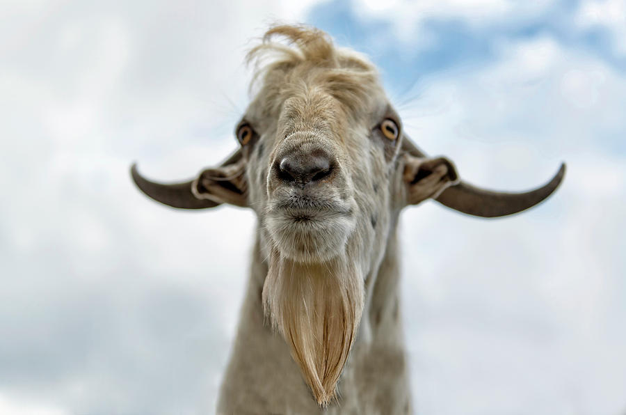 Surprised Goat Photograph by Stefan Cioata