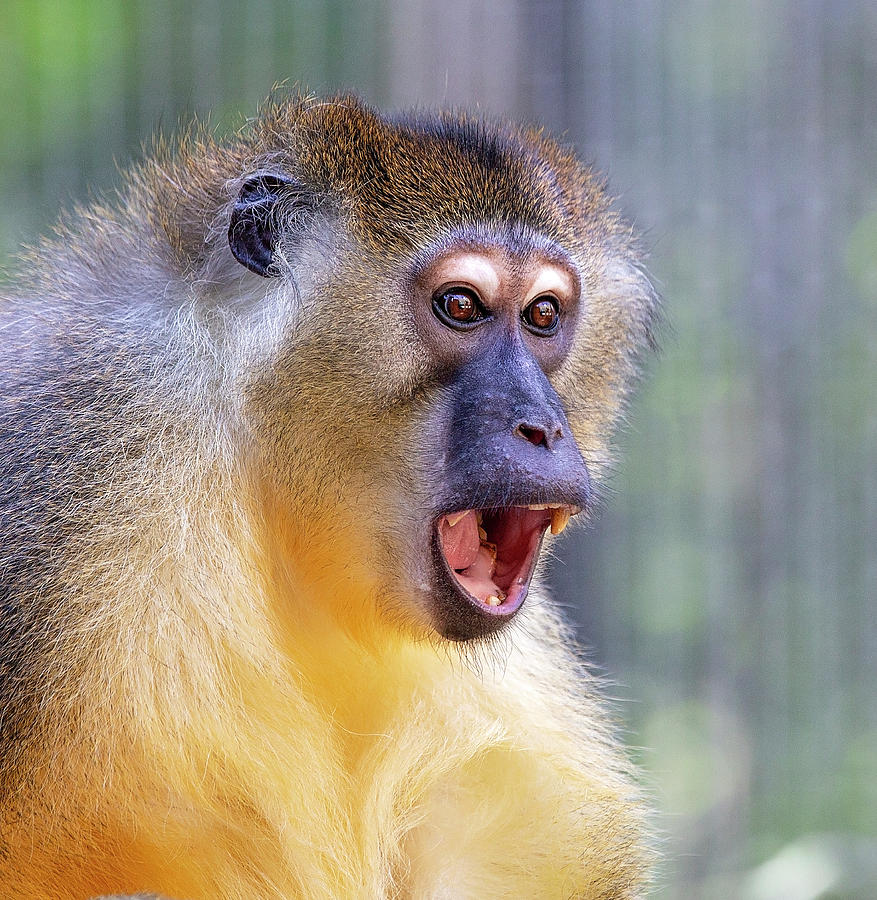 Surprised Mangabey Monkey Photograph by Deborah Penland