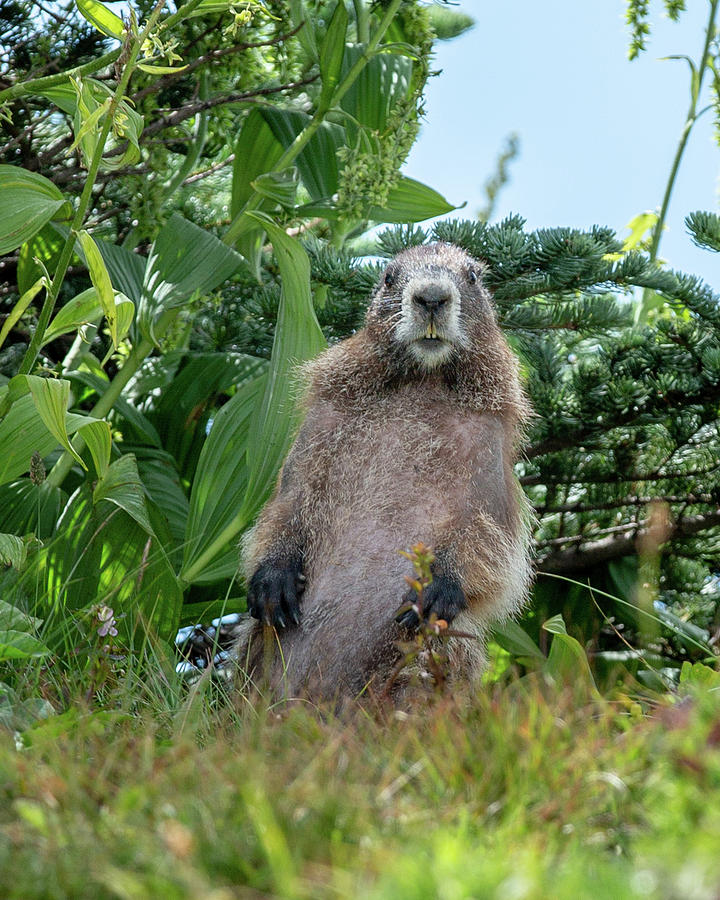 Surprised Marmot at Mount Rainier Park Photograph by Alex Mironyuk