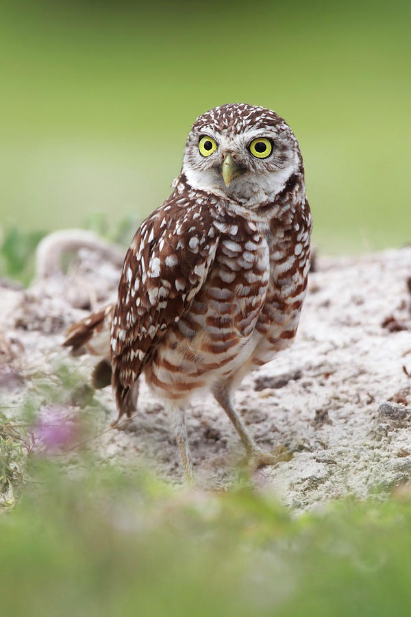 Surprised Owl Photograph by Mlorenzphotography - Pixels
