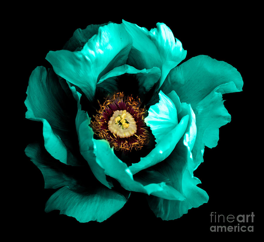 Beauty Photograph - Surreal Dark Chrome Cyan Peony Flower by Boxerx Beauty Photograph - Surreal Dark Chrome Cyan Peony Flower by Boxerx