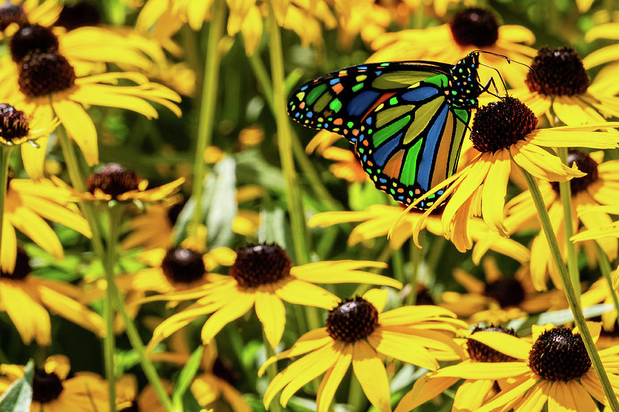 Surreal Monarch on Flowers by Jason Fink Surreal Monarch on Flowers by Jason Fink