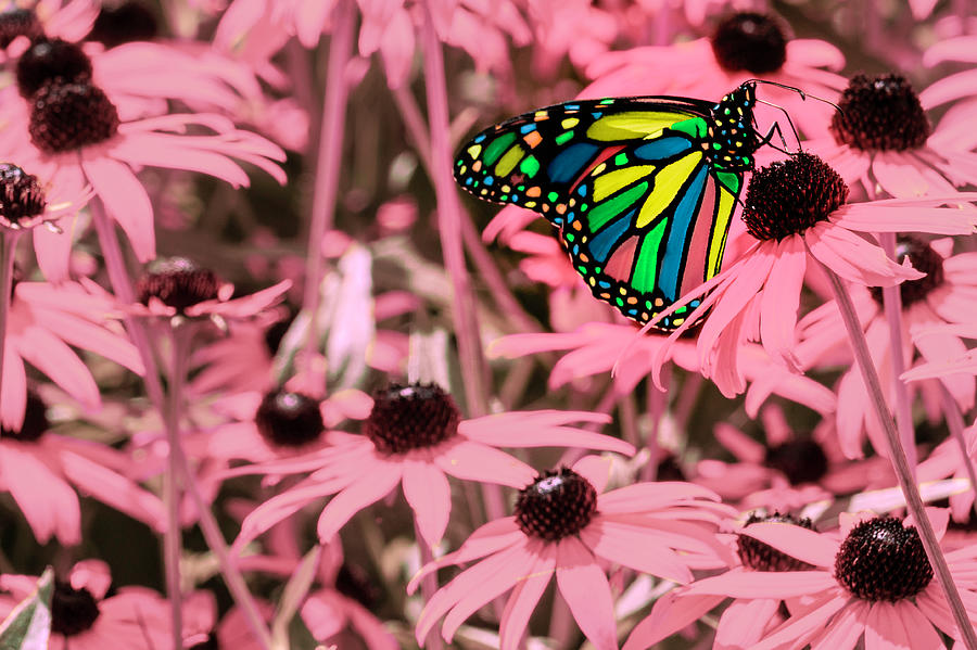 Surreal Monarch on Pink Flowers by Jason Fink Surreal Monarch on Pink Flowers by Jason Fink