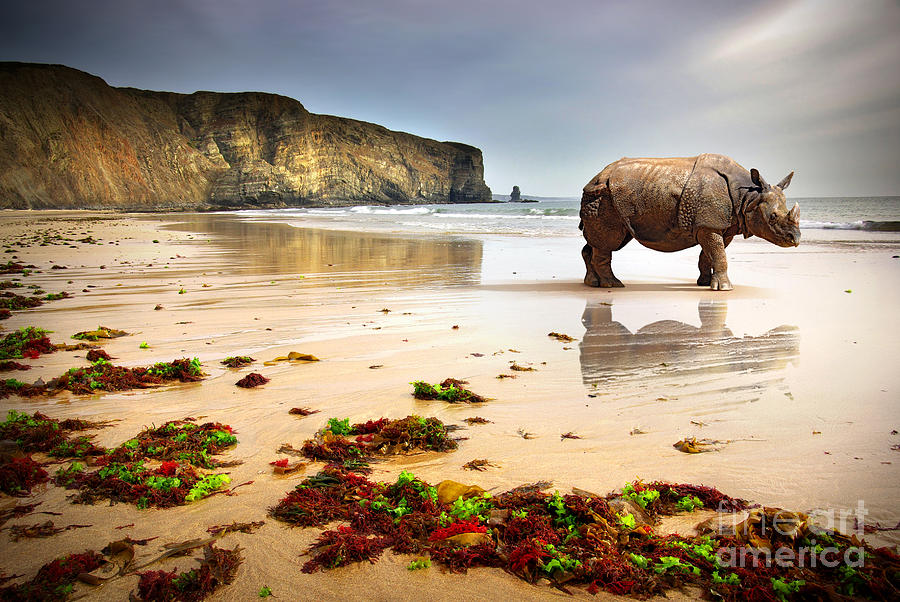 Rhino Photograph - Surreal Scene Of A Big Rhinoceros In An by Carlos Caetano Rhino Photograph - Surreal Scene Of A Big Rhinoceros In An by Carlos Caetano