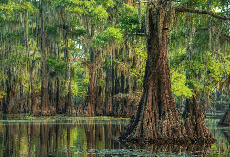 Surreal Swamp Photograph by Robert Miller - Fine Art America