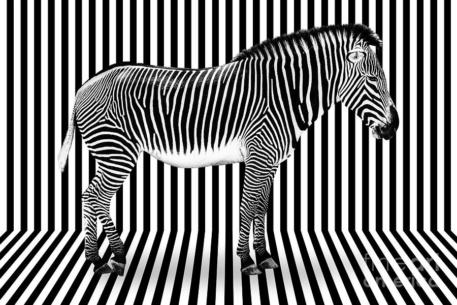 Camouflage, zebra on striped background Photograph by Delphimages Photo Creations