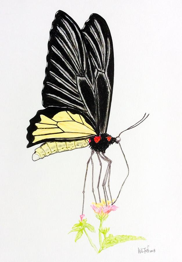 Surrealist Butterfly  Pastel by Graham Wallwork