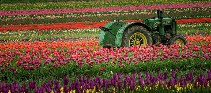 Surrounded By Tulips Photograph by Don Schwartz