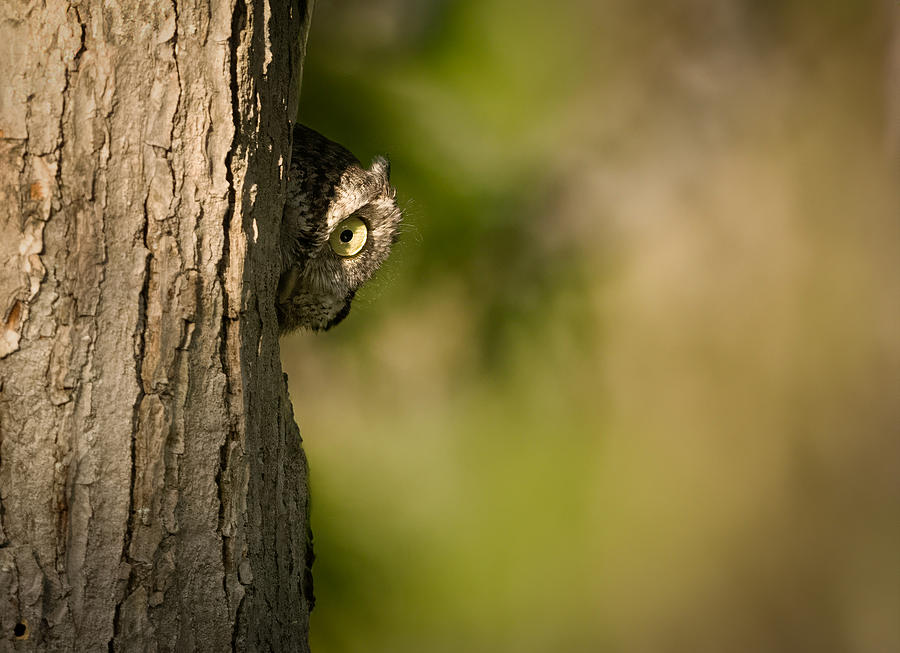 Owl Photograph - Surveillance by Eugene Zhu