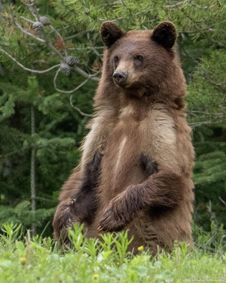 Surveying the Area Photograph by Rhonda Robinson - Fine Art America