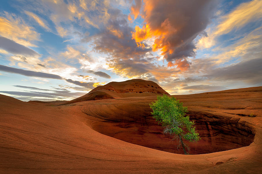 Desert Photograph - Survival Instinct by Andy Wu