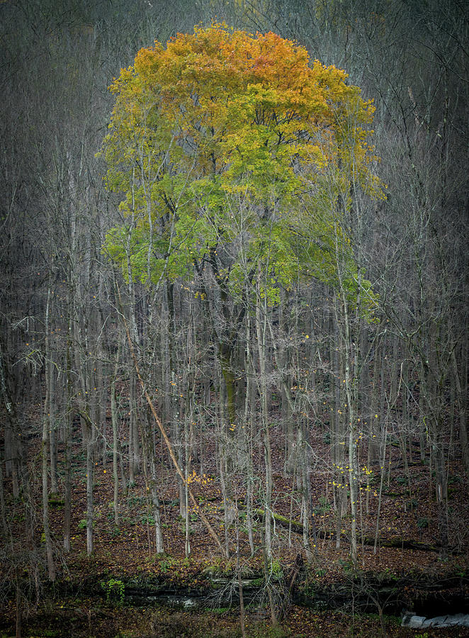 Fall Photograph - Survivor by Guy Coniglio