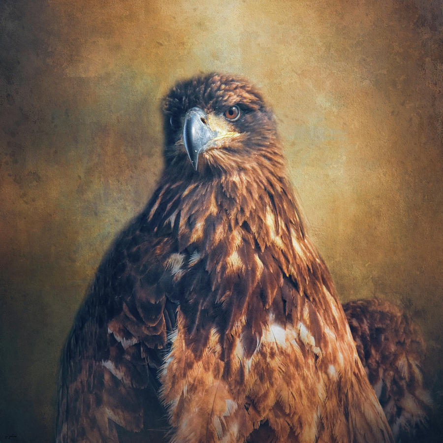Survivor - Juvenile Bald Eagle Art Photograph by Jai Johnson