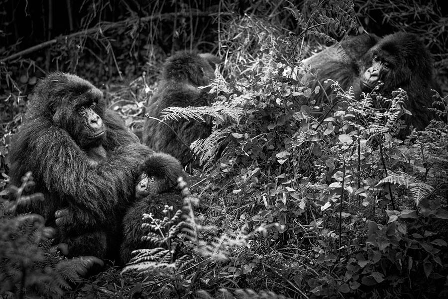 Gorilla Photograph - Susa Family Portrait by Karen Lunney