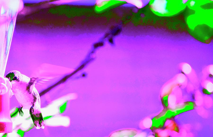 Suspended Animation Photograph by Debra Grace Addison Fine Art America