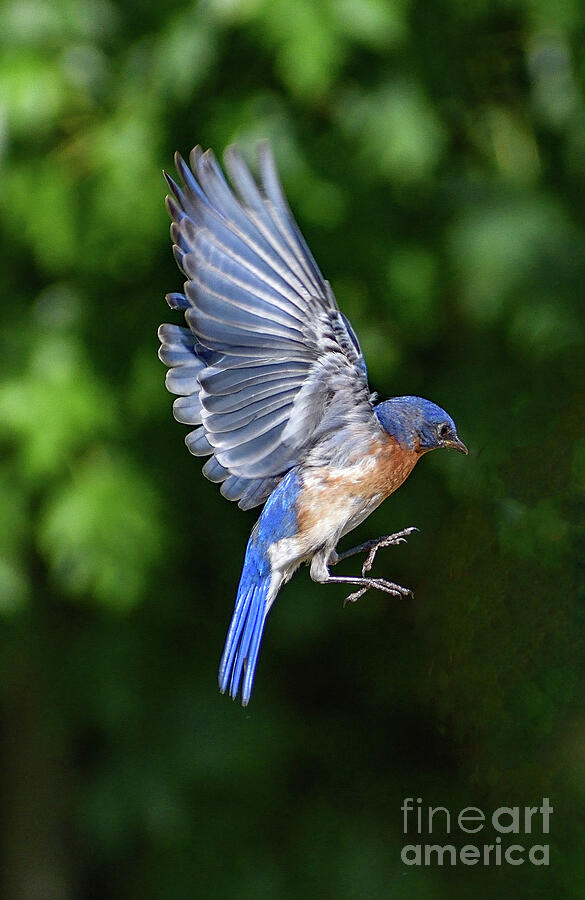 Suspended Eastern Bluebird Photograph by Cindy Treger